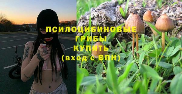 стаф Новокубанск